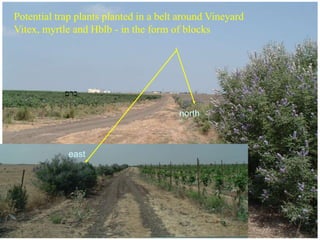 east
north
‫כרם‬
Potential trap plants planted in a belt around Vineyard
Vitex, myrtle and Hblb - in the form of blocks
 