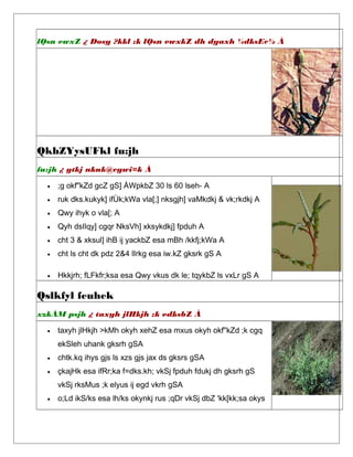 lQsn ewxZ ¿ Dosy ?kkl ;k lQsn ewxkZ dh dyaxh ¼dksEc½ À
QkbZYysUFkl fu:jh
fu:jh ¿ gtkj nkuk@cgwi=k À
• ;g okf"kZd gcZ gS] ÅWpkbZ 30 ls 60 lseh- A
• ruk dks.kukyk] ifÙk;kWa vla[;] nksgjh] vaMkdkj & vk;rkdkj A
• Qwy ihyk o vla[; A
• Qyh dsIlqy] cgqr NksVh] xksykdkj] fpduh A
• cht 3 & xksul] ihB ij yackbZ esa mBh /kkfj;kWa A
• cht ls cht dk pdz 2&4 lIrkg esa iw.kZ gksrk gS A
• Hkkjrh; fLFkfr;ksa esa Qwy vkus dk le; tqykbZ ls vxLr gS A
Qslkfyl feuhek
xzkÅM psjh ¿ taxyh jlHkjh ;k edksbZ À
• taxyh jlHkjh >kMh okyh xehZ esa mxus okyh okf"kZd ;k cgq
ekSleh uhank gksrh gSA
• chtk.kq ihys gjs ls xzs gjs jax ds gksrs gSA
• çkajHk esa ifRr;ka f=dks.kh; vkSj fpduh fdukj dh gksrh gS
vkSj rksMus ;k elyus ij egd vkrh gSA
• o;Ld ikS/ks esa lh/ks okynkj rus ;qDr vkSj dbZ 'kk[kk;sa okys
 