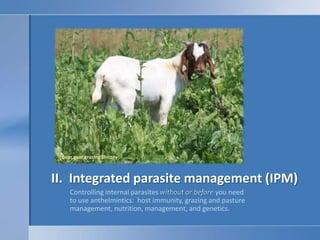 Boer goat grazing chicory II.  Integrated parasite management (IPM) Controlling internal parasites without or before you need to use anthelmintics:  host immunity, grazing and pasture management, nutrition, management, and genetics. 