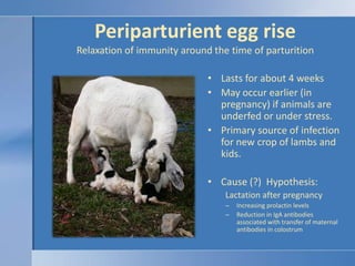 Periparturient egg riseRelaxation of immunity around the time of parturition<br />Lasts for about 4 weeks<br />May occur e...