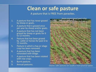 Clean or safe pastureA pasture that is FREE from parasites.<br />Newly planted dwarf pearl millet<br />A pasture that has ...