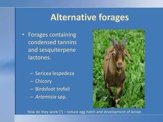 Alternative forages,[object Object],Forages containing condensed tannins and sesquiterpene lactones.,[object Object],Sericea lespedeza,[object Object],Chicory ,[object Object],Birdsfoot trefoil,[object Object],Artemisia spp.,[object Object],Chicory,[object Object],How do they work (?) – reduce egg hatch and development of larvae.,[object Object]
