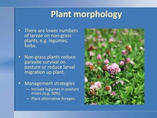 Plant morphology,[object Object],There are lower numbers of larvae on non-grass plants, e.g. legumes, forbs.,[object Object],Non-grass plants reduce parasite survival on pasture or reduce larval migration up plant.,[object Object],Management strategies,[object Object],Include legumes in pasture mixes (e.g. 30%).,[object Object],Plant alternative forages.,[object Object],Red clover,[object Object]