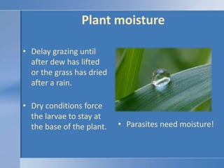Plant moisture<br />Delay grazing until after dew has lifted or the grass has dried after a rain.<br />Dry conditions forc...