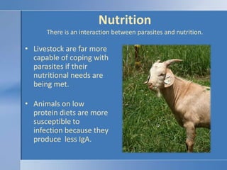 Nutritional control of parasites,[object Object],Improved protein nutrition.,[object Object],Increased body protein reserves.,[object Object],Feed periparturient females protein at 130% of requirements.,[object Object],Provide supplemental protein to grazing livestock, especially at-risk animals and during periods of poor forage quality.,[object Object],Manage pastures so that they are grazed in a vegetative state.,[object Object]