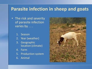 Parasite infection in sheep and goats<br />The risk and severity of parasite infection varies by . . . <br />Season<br />Y...