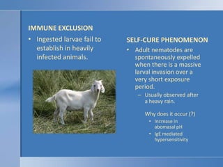 IMMUNE EXCLUSION<br />SELF-CURE PHENOMENON<br />Ingested larvae fail to establish in heavily infected animals.<br />Adult ...