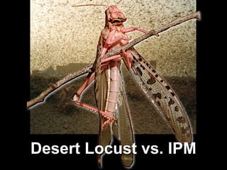 Desert Locust vs. IPM
 