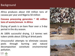Innovative processing of cassava peels to livestock feeds