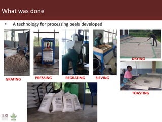Innovative processing of cassava peels to livestock feeds