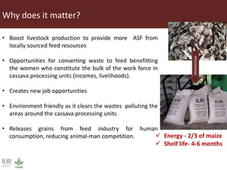 Innovative processing of cassava peels to livestock feeds