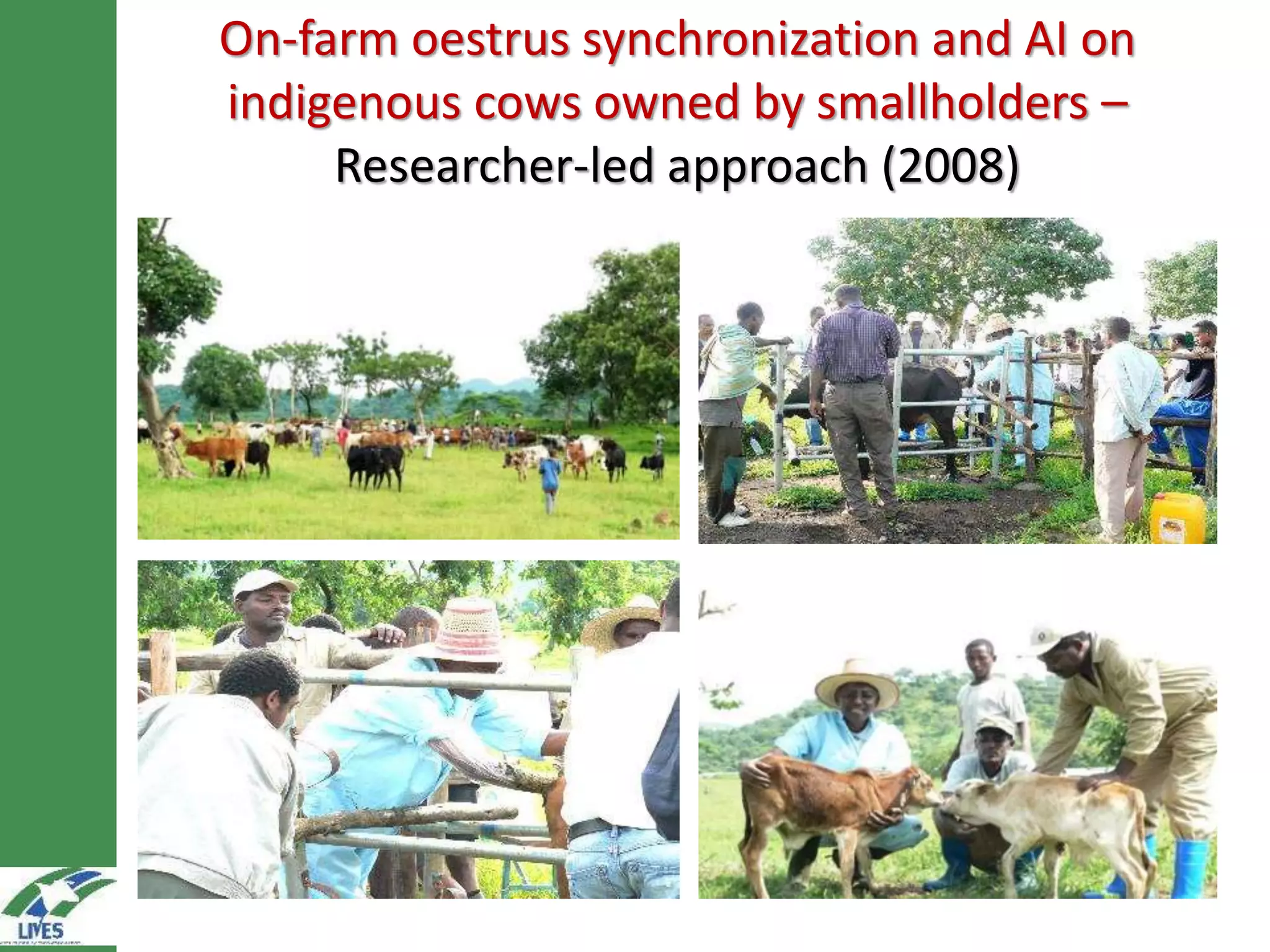 On-farm oestrus synchronization and AI on
indigenous cows owned by smallholders –
Researcher-led approach (2008)
 
