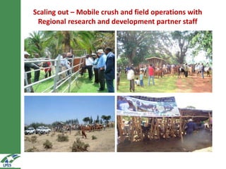 On-farm hormonal oestrus synchronization and mass insemination of cows for smallholders in Ethiopia