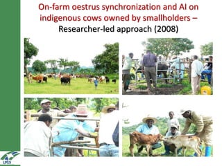 On-farm hormonal oestrus synchronization and mass insemination of cows for smallholders in Ethiopia