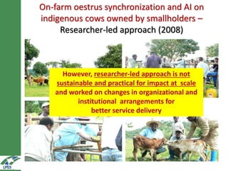 On-farm hormonal oestrus synchronization and mass insemination of cows for smallholders in Ethiopia