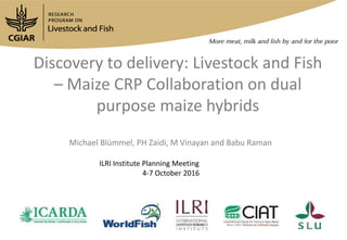 Discovery to delivery: Livestock and Fish
– Maize CRP Collaboration on dual
purpose maize hybrids
Michael Blümmel, PH Zaidi, M Vinayan and Babu Raman
ILRI Institute Planning Meeting
4-7 October 2016
 