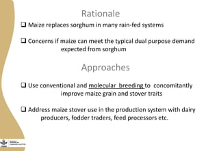 Discovery to delivery: Livestock and Fish – Maize CRP Collaboration on dual purpose maize hybrids  