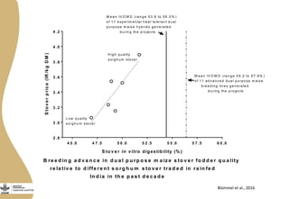 Discovery to delivery: Livestock and Fish – Maize CRP Collaboration on dual purpose maize hybrids  