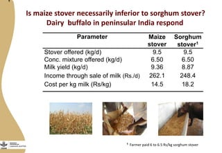 Discovery to delivery: Livestock and Fish – Maize CRP Collaboration on dual purpose maize hybrids  