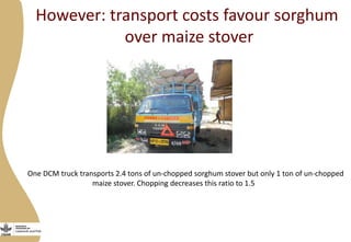 Discovery to delivery: Livestock and Fish – Maize CRP Collaboration on dual purpose maize hybrids  