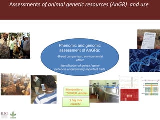 Assessments of animal genetic resources (AnGR) and use
$ ‘big data
capacity’
Biorepository:
~500,000 samples
Phenomic and genomic
assessment of AnGRs:
-Breed comparison, environmental
effect
-Identification of genes / gene-
networks underpinning important traits
 