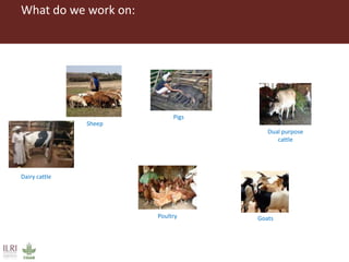 What do we work on:
Sheep
Dairy cattle
Pigs
Dual purpose
cattle
Poultry Goats
 