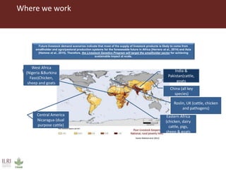 Where we work
Future livestock demand scenarios indicate that most of the supply of livestock products is likely to come from
smallholder and agro/pastoral production systems for the foreseeable future in Africa (Herrero et al., 2014) and Asia
(Hemme et al., 2015). Therefore, the Livestock Genetics Program will target the smallholder sector for achieving
sustainable impact at scale.
Eastern Africa
(chicken, dairy
cattle, pigs,
sheep & goats
India &
Pakistan(cattle,
goats
West Africa
(Nigeria &Burkina
Faso)Chicken,
sheep and goats
Central America
Nicaragua (dual
purpose cattle)
China (all key
species)
Roslin, UK (cattle, chicken
and pathogens)
 