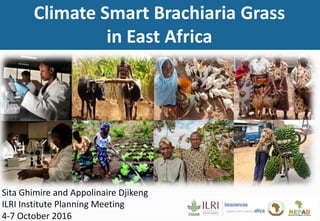 Sita Ghimire and Appolinaire Djikeng
ILRI Institute Planning Meeting
4-7 October 2016
Climate Smart Brachiaria Grass
in East Africa
 