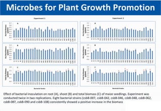 Climate Smart Brachiaria Grass in East Africa