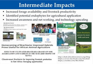 Climate Smart Brachiaria Grass in East Africa