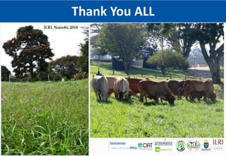 Climate Smart Brachiaria Grass in East Africa