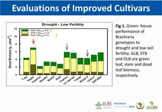 Climate Smart Brachiaria Grass in East Africa