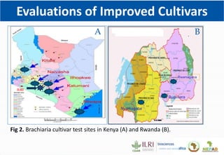 Climate Smart Brachiaria Grass in East Africa