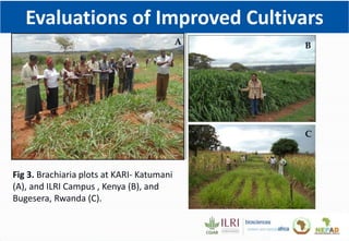 Climate Smart Brachiaria Grass in East Africa