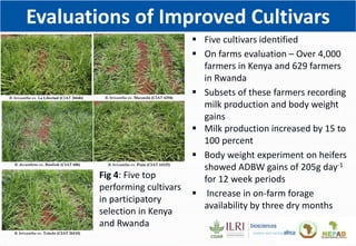 Climate Smart Brachiaria Grass in East Africa