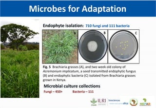 Climate Smart Brachiaria Grass in East Africa
