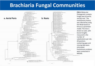 Climate Smart Brachiaria Grass in East Africa