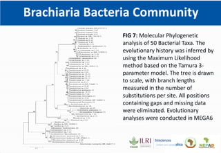 Climate Smart Brachiaria Grass in East Africa