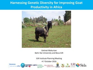 Harnessing Genetic Diversity for Improving Goat
Productivity in Africa
Getinet Mekuriaw
Bahir Dar University and Beca-ILRI
ILRI Institute Planning Meeting
4-7 October 2016
 