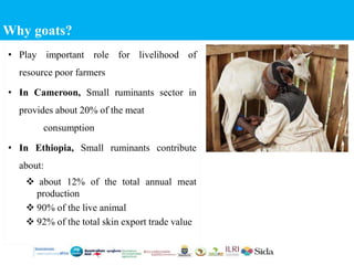 Harnessing genetic diversity for improving goat productivity in Africa
