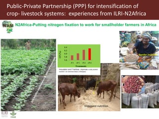 Intensification of crop-livestock systems through Public-Private Partnership (PPP):  Experiences from ILRI-N2Africa