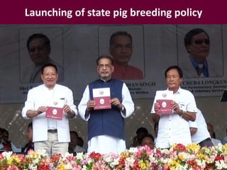 Policy and impact at scale: Pig breeding in Nagaland, India