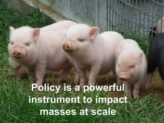 Policy and impact at scale: Pig breeding in Nagaland, India