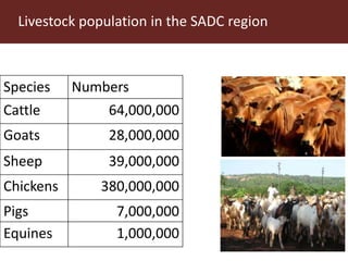Update on ILRI in Southern Africa