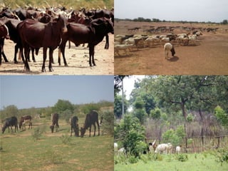 Update on ILRI in West Africa