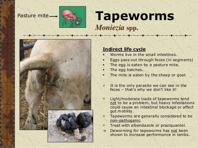 parasite ruminants ipm moniezia tapeworms spp indirect