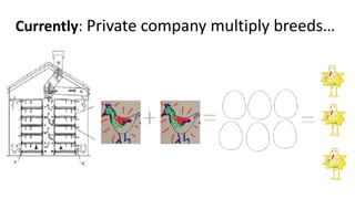 Women in business: Chicken seed dissemination in Ethiopia and Tanzania