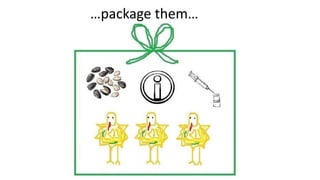 Women in business: Chicken seed dissemination in Ethiopia and Tanzania