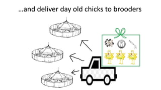 Women in business: Chicken seed dissemination in Ethiopia and Tanzania