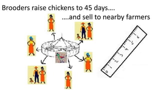 Women in business: Chicken seed dissemination in Ethiopia and Tanzania